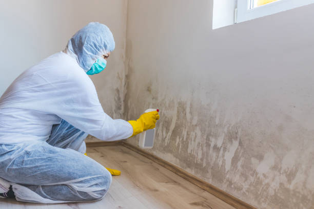 Licensed Black Mold Removal service in Florence, NJ - WQB Mold Removal