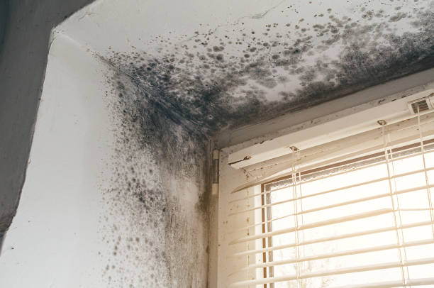 Affordable Black Mold Removal solutions in Florence, NJ